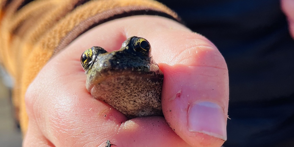 studying a frog